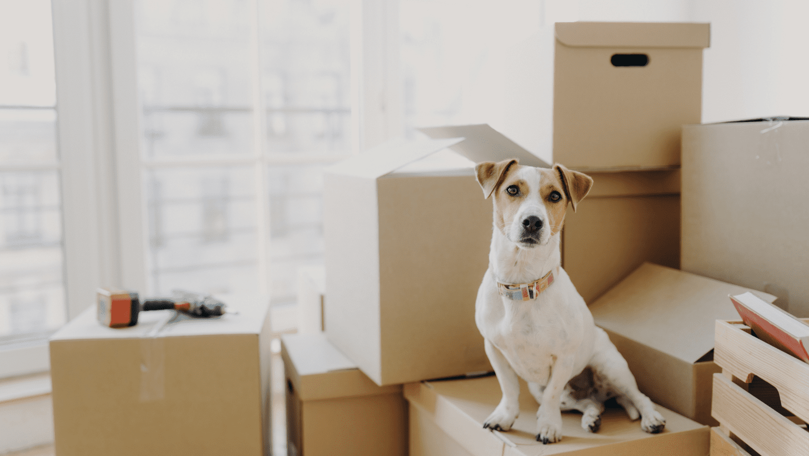 change pets microchip details when move house dog with packing boxes